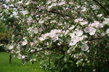 A lot of pinkish white flowers and buds of quince tree in mid May