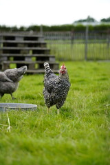 Beautiful black and white chicken, chickens on a green grass field grazing on a farm