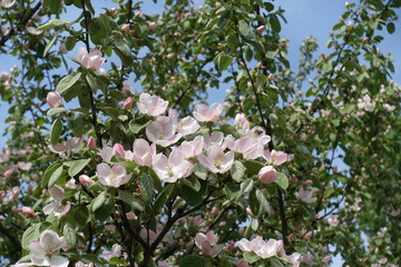 Group of pinkish white flowers of quince tree in mid May