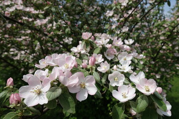 Numerous pinkish white flowers of quince tree in mid May