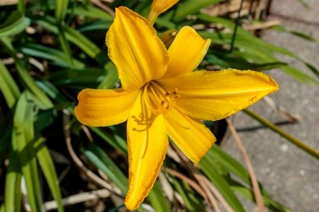 Last yellow lily blooming mid morning in the lily garden