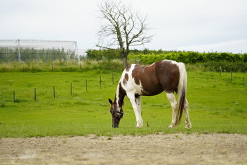 Beautiful brown horse horses on a green grass field 