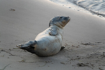 Ruhe - entspannter Seehund an einem dänischen Sandstrand am Abend