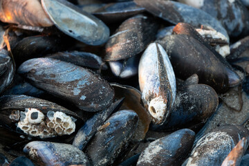 frische Miesmuscheln aus der Nordsee