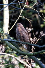 Sparrowhawk (Accipiter nisus), commonly found in woodlands and urban areas across Europe and Asia
