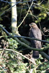 Sparrowhawk (Accipiter nisus), commonly found in woodlands and urban areas across Europe and Asia