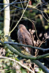 Sparrowhawk (Accipiter nisus), commonly found in woodlands and urban areas across Europe and Asia
