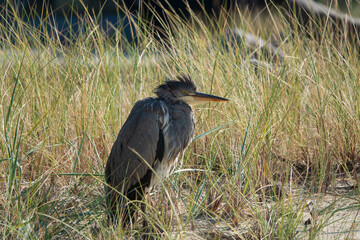 Auge in Auge mit einem Fischreiher