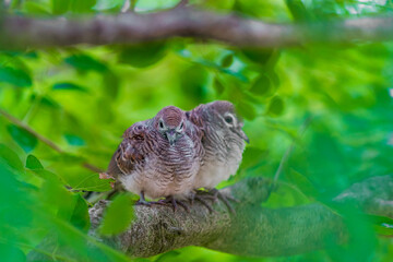 Two birds are sitting on a branch in the forest.