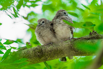 Two birds are sitting on a branch in the forest.