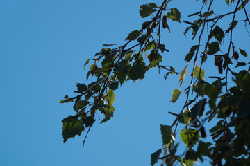 frische grüne Blätter vor blauem Himmel