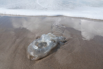 Wilde Nordsee - anspülte Qualle an einem Strand
