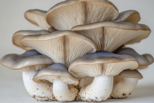 Closeup of king blue oyster mushrooms , isolated on white background,  , copy space for text,