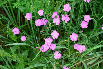 a field of blooming carnation flowers among green grass top view
