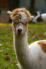 Portrait of a cute fluffy alpaca in the farm