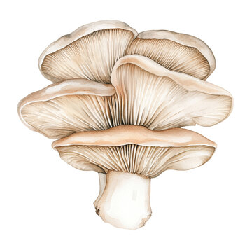 recommend clip art: mushroom isolated on white background