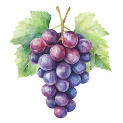 Fototapeta premium bunch of grapes isolated on white