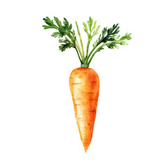 carrot isolated on white