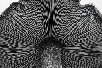 Obraz premium The underside of a Portobello mushroom from close- black and white rendering , isolated on white background, , copy space for text,