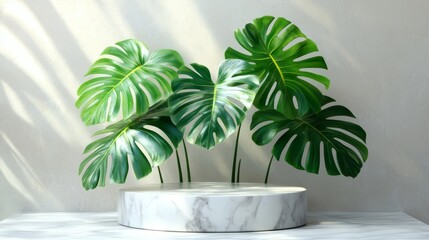 Fototapeta premium Green monstera leaves and marble podiums, modern vector style, smooth marble finish, clean white background, balanced composition, elegant botanical accent