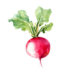 red radish isolated on white