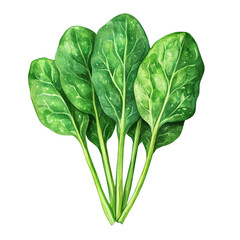 Spinach isolated on white background