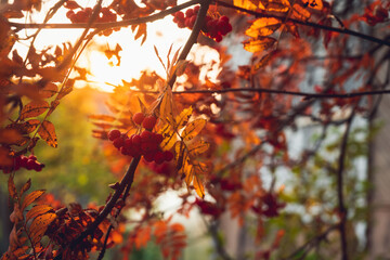 Bunch of red ripe rowanberry in golden lights of sunset. Selective focus. Shallow depth of field.
