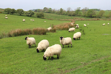 Obraz premium Landscape with sheep field in countryside of England, UK