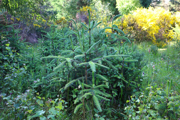Fototapeta premium Small pine tree growing in a Scottish forest