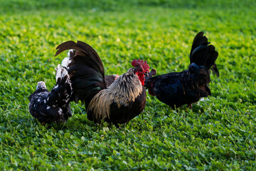 Decorative colorful cock on the poultry yard