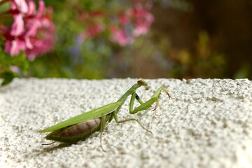 Green praying mantis in colorful pink natural flower garden
