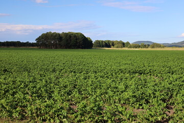 Potatoes growing in a farm field in Scotland, UK