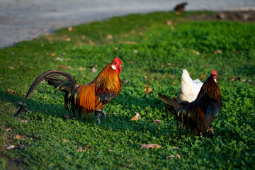 Decorative colorful cock on the poultry yard