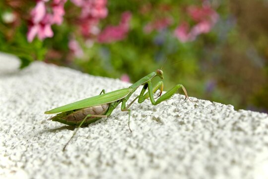 green praying mantis on a garden wall