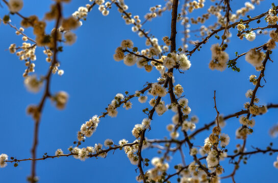 Blackthorn or Acacia mellifera is a spiny shrub or small tree native to Africa, flowers bloom