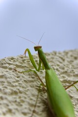 Grüne Gottesanbeterin an einer hellen Hauswand in Deutschland (Nahaufnahme)