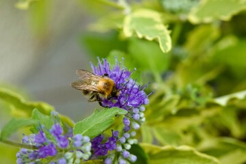 Honigbiene sammelt Nektar auf einer lila gefärbten Blüte