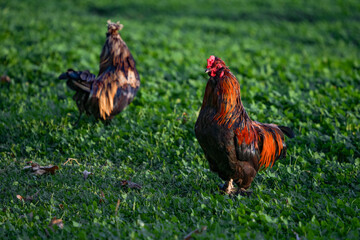 Decorative colorful cock on the poultry yard