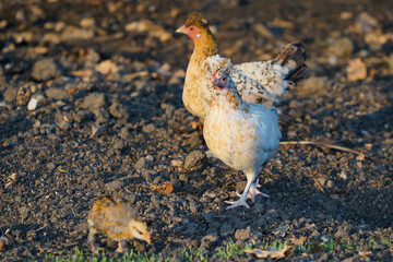Nice curly hen in the poultry yard.