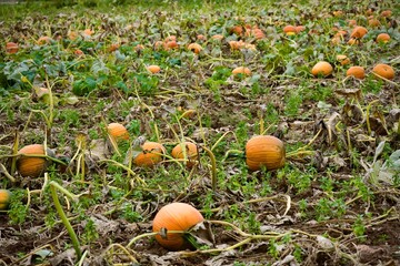 Kürbisse im September, herbstliche Aufnahme