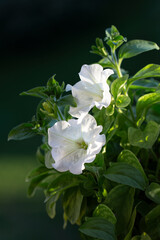 white flowers in the garden