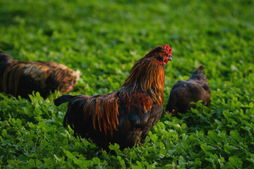 Decorative colorful cock on the poultry yard