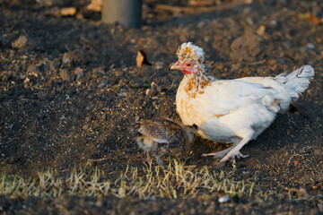 Nice curly hen in the poultry yard.