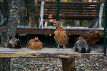 Decorative colorful cock on the poultry yard