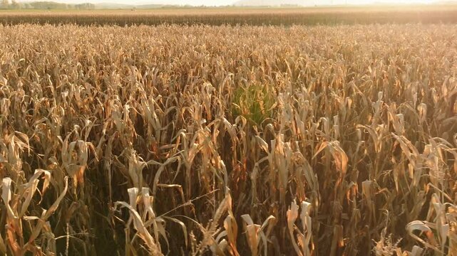 A close-up aerial view of a cornfield at harvest time, showcasing the dry golden stalks ready for collection. This scene highlights the cycle of agriculture and seasonal farming.