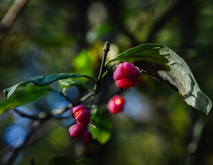 red berries on a branch