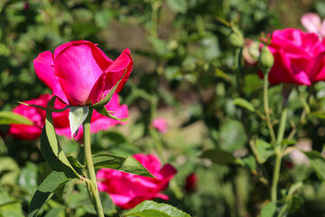 pink flowering roses in the garden