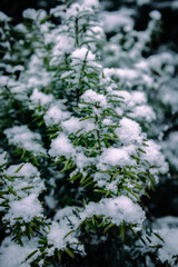 snow on the tree