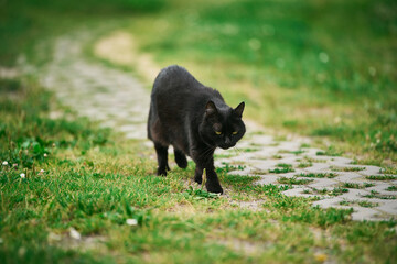 Black cat strolling on green grass outdoors