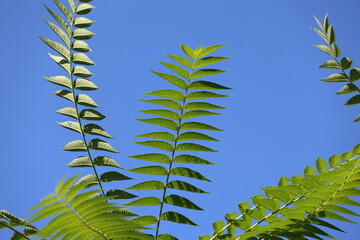close up of branches of ailanthus altissima (mill) swingle